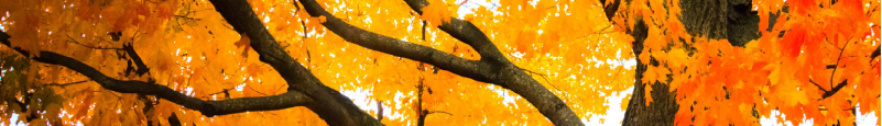 Maple tree in the fall texture